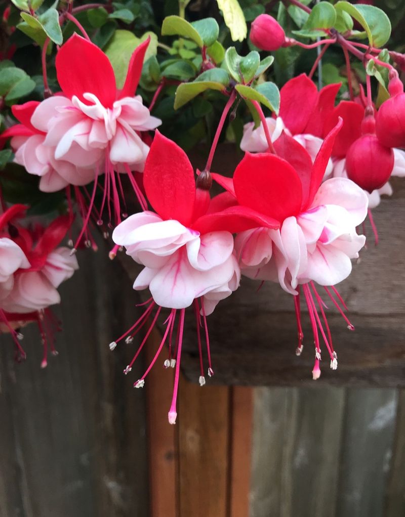 Feed Lightly During Active Growth