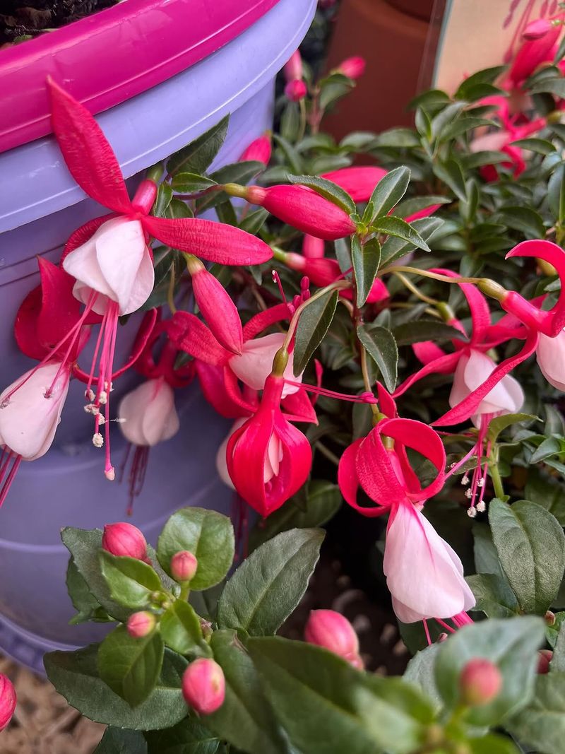 Keep Soil Consistently Moist