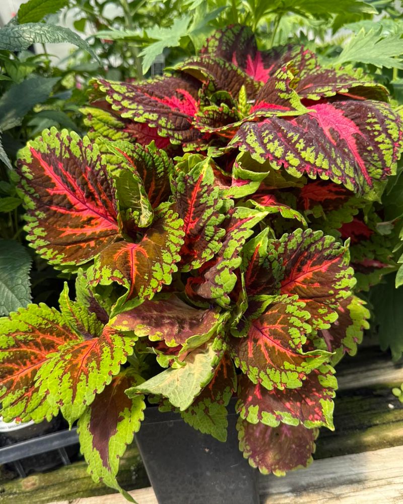 Pinch Back Growth To Keep The Plant Full And Vibrant