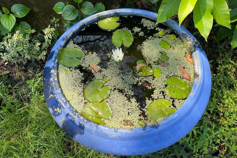 Transform A Pot Into A Mini Pond Feature