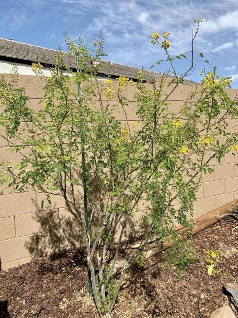 Prune Lightly To Shape And Encourage New Growth