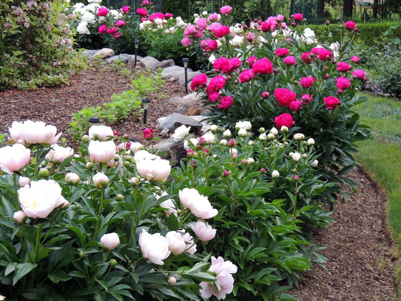 Improve Airflow Around Each Plant
