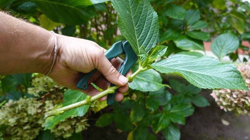 Strip The Lower Leaves Before Planting