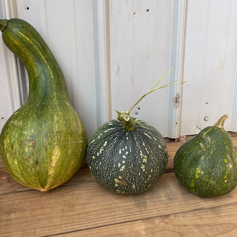 Calabaza Taking Over With Vigorous, Productive Vines