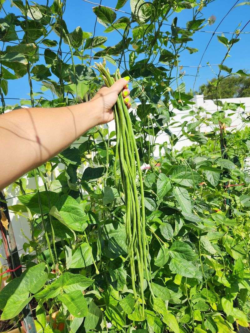 Yardlong Beans Produce Through The Warm Season