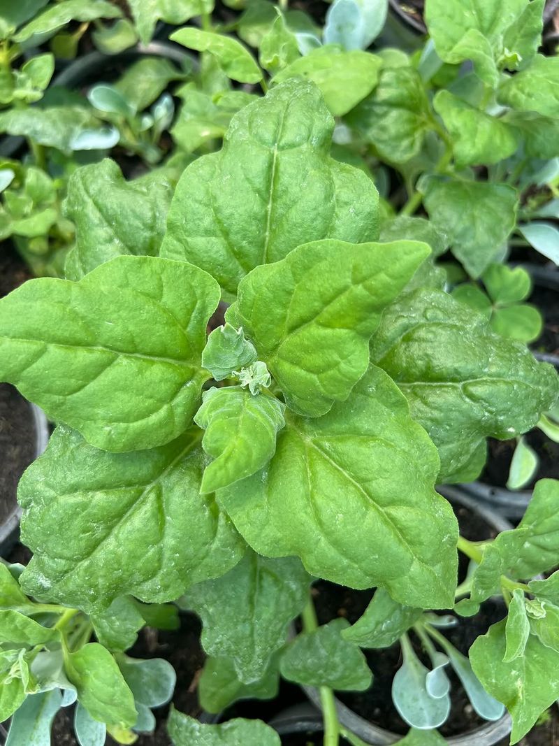 New Zealand Spinach Produces Leaves Even In Hot Conditions