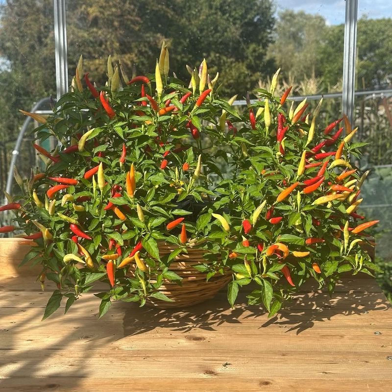 Small Chili Peppers Grow Well In Hanging Baskets