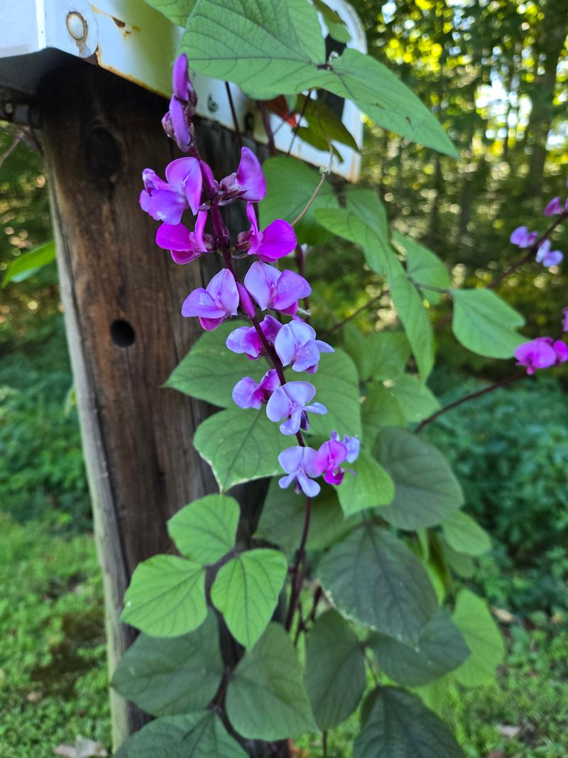 Hyacinth Bean Adds Bold Color And Vigorous Growth