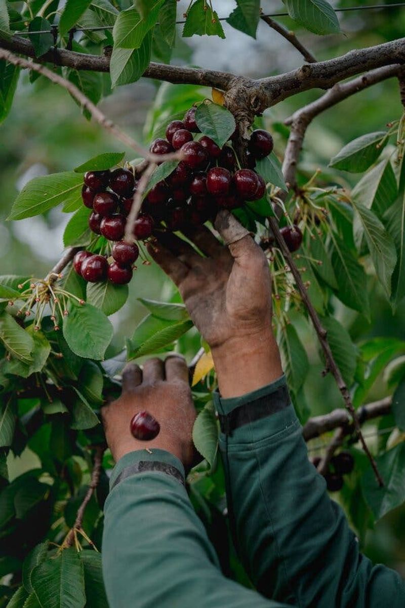 Harvesting And Enjoying Your Washington Cherry Tree