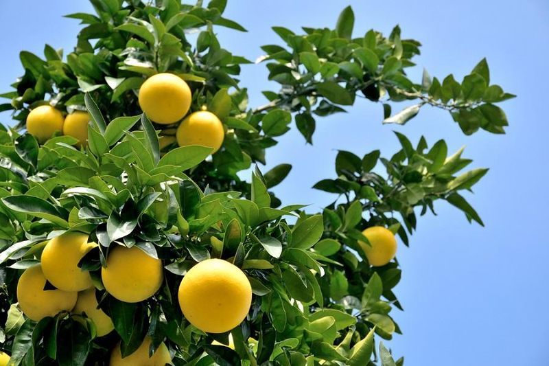 Grapefruit Trees That Hold Onto Healthy Growth