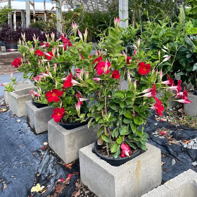 Dipladenia Stays Compact And Handles Container Heat