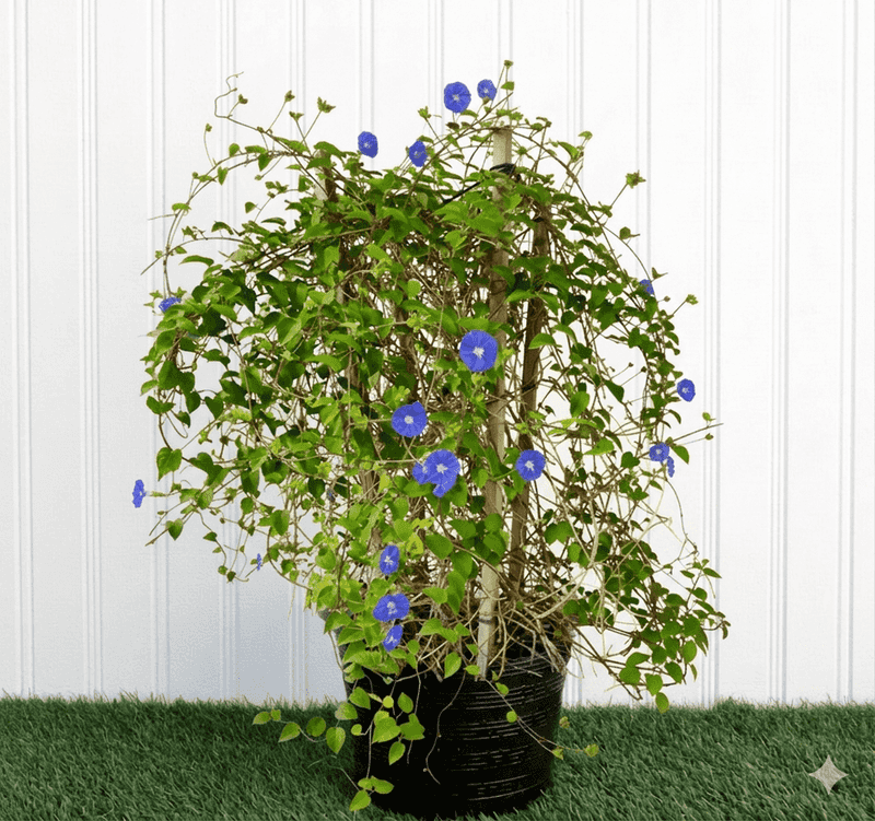 Skyblue Clustervine Stays Graceful On A Small Trellis