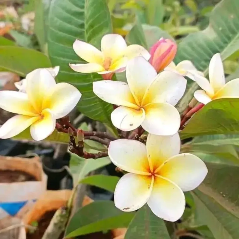 Plumeria (Plumeria Spp.)