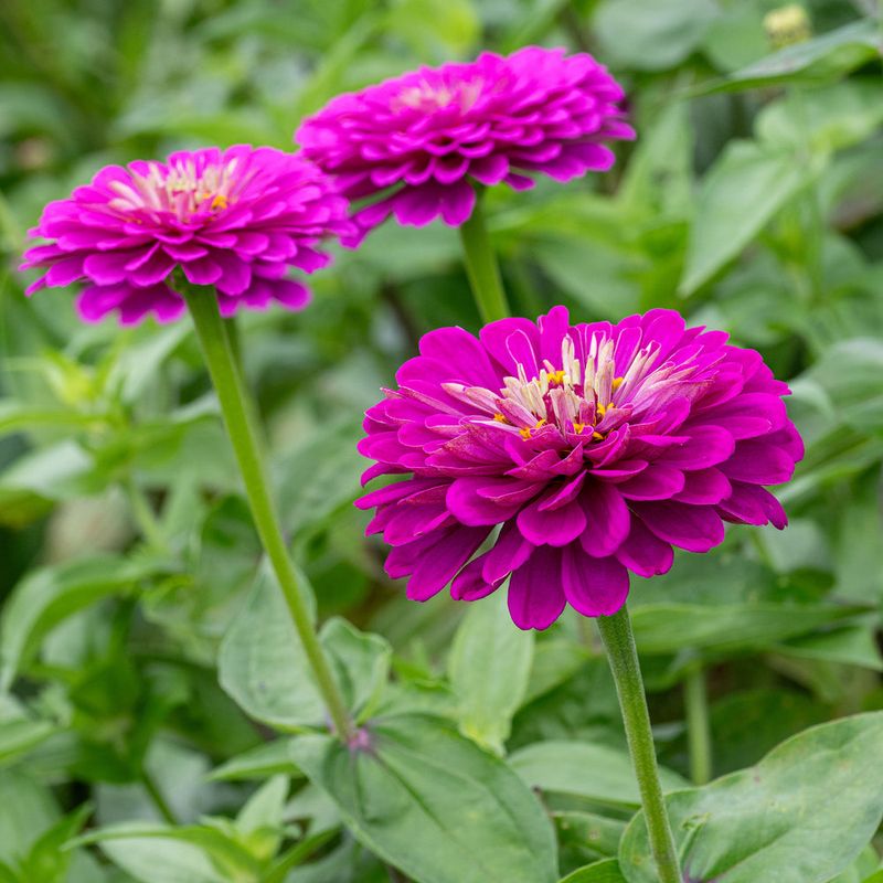 Zinnias Grow Faster And Bloom Better With A Light Early Feed