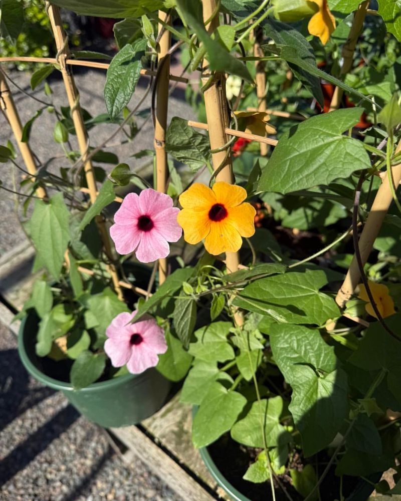 Black Eyed Susan Vine Grows Fast And Handles Summer Conditions