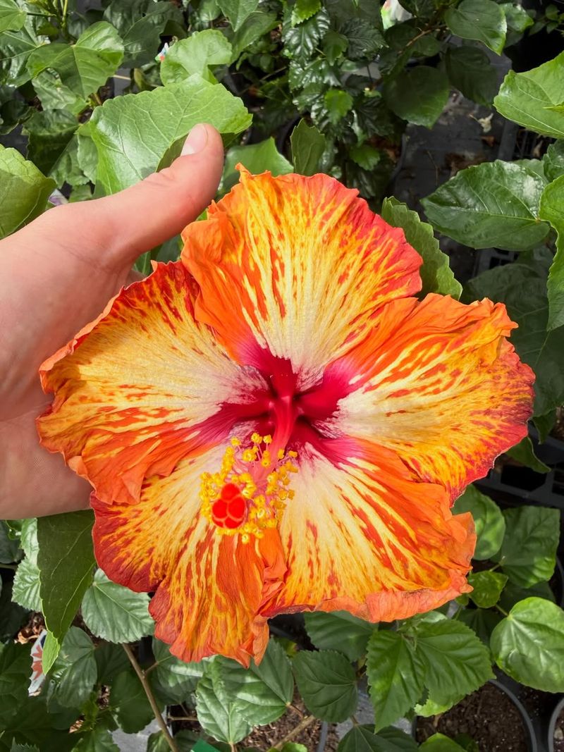 Tropical Hibiscus