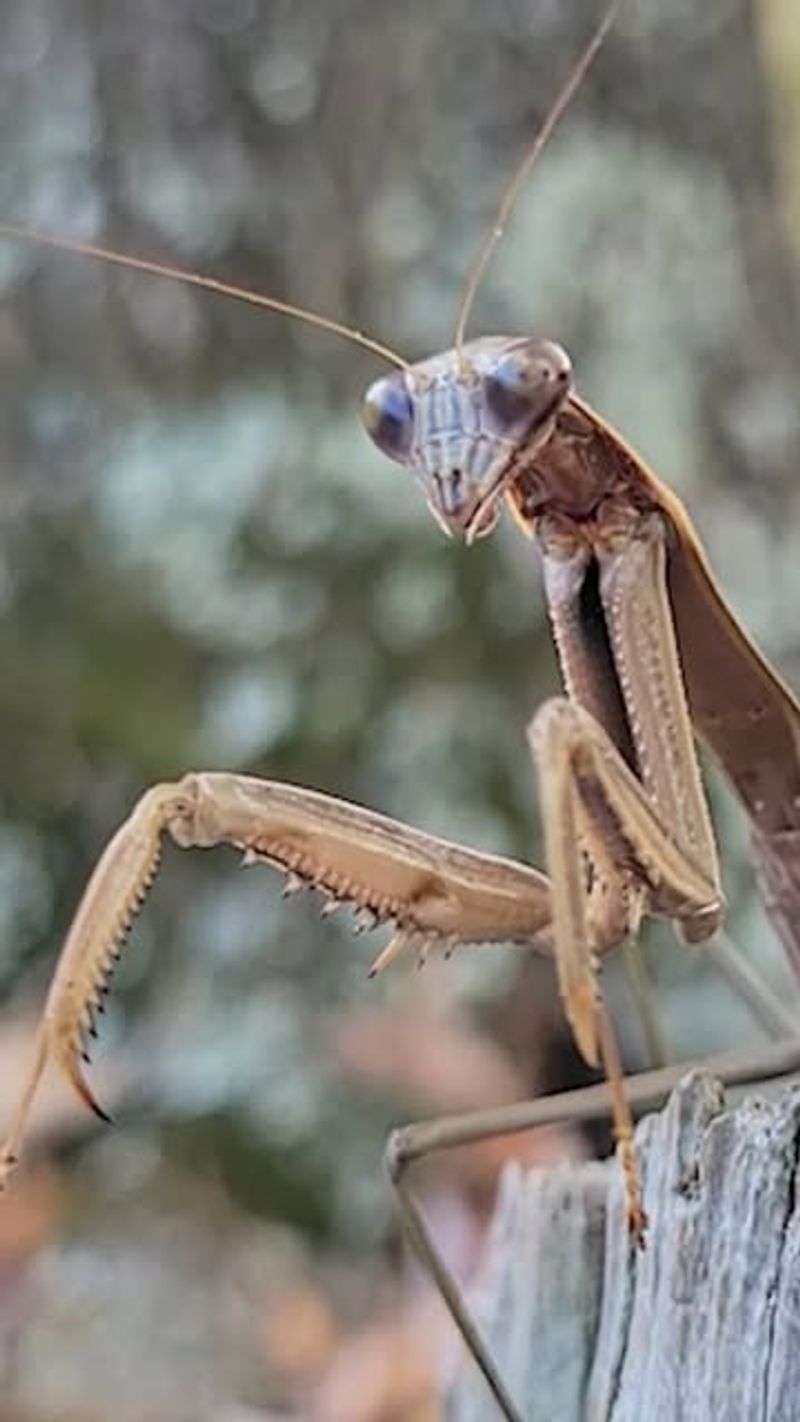 Not Every Mantis In Your Yard Is A Native Species