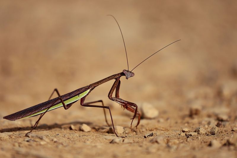 Beneficial Insects Help Control Pests Naturally