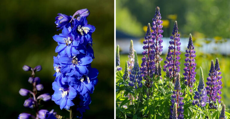 delphinium and lupines