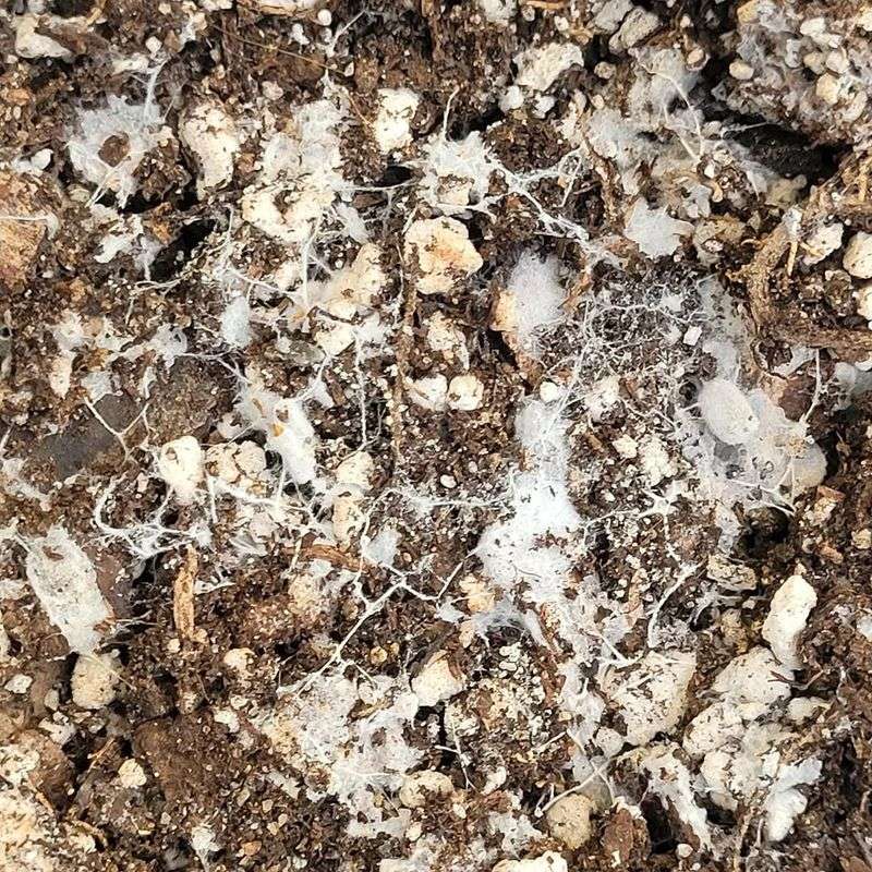 Mycorrhizal Fungi Help Plants Access Water And Nutrients