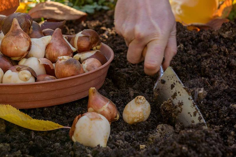 Warm Summers Can Weaken Bulbs After Bloom