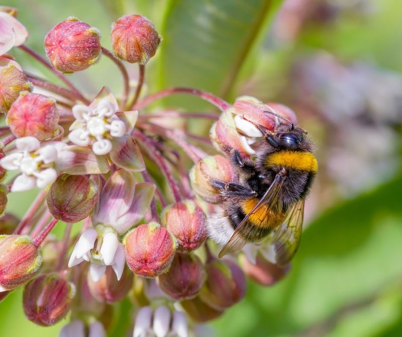 Tiny Pollinators Do Big Work