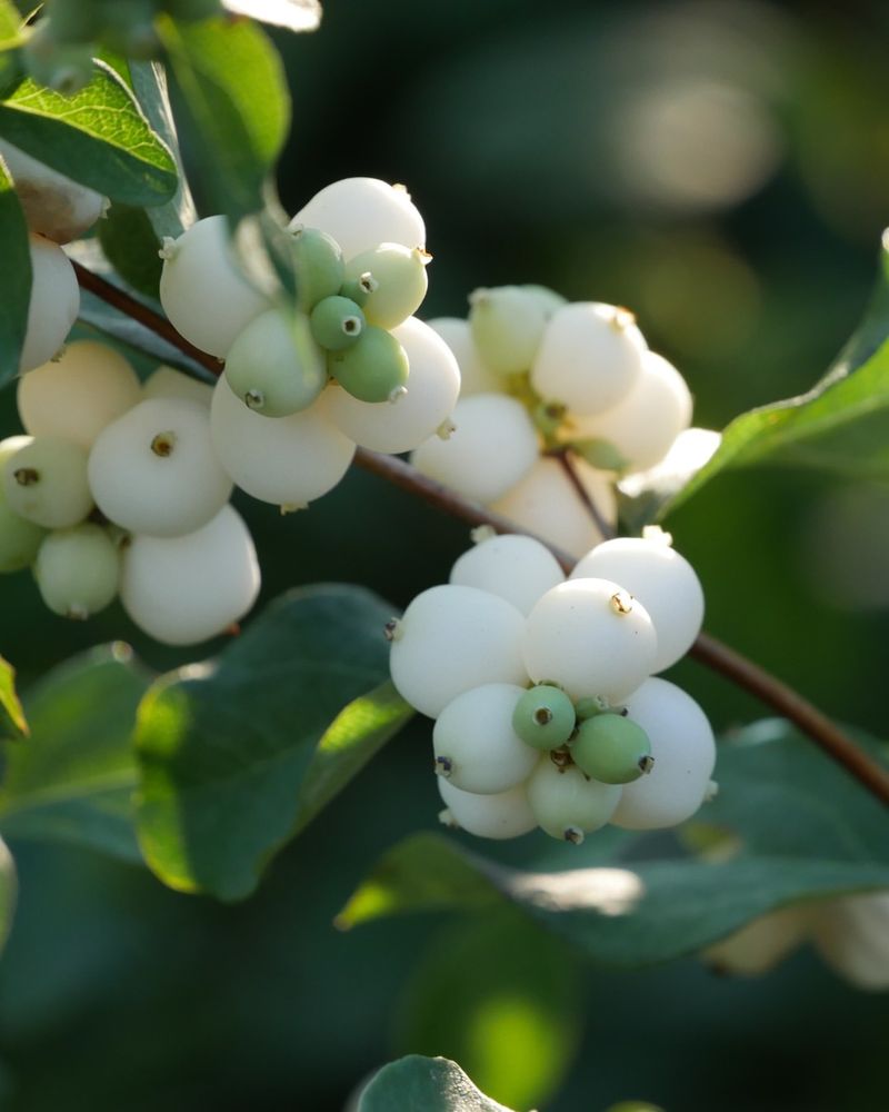 Snowberry