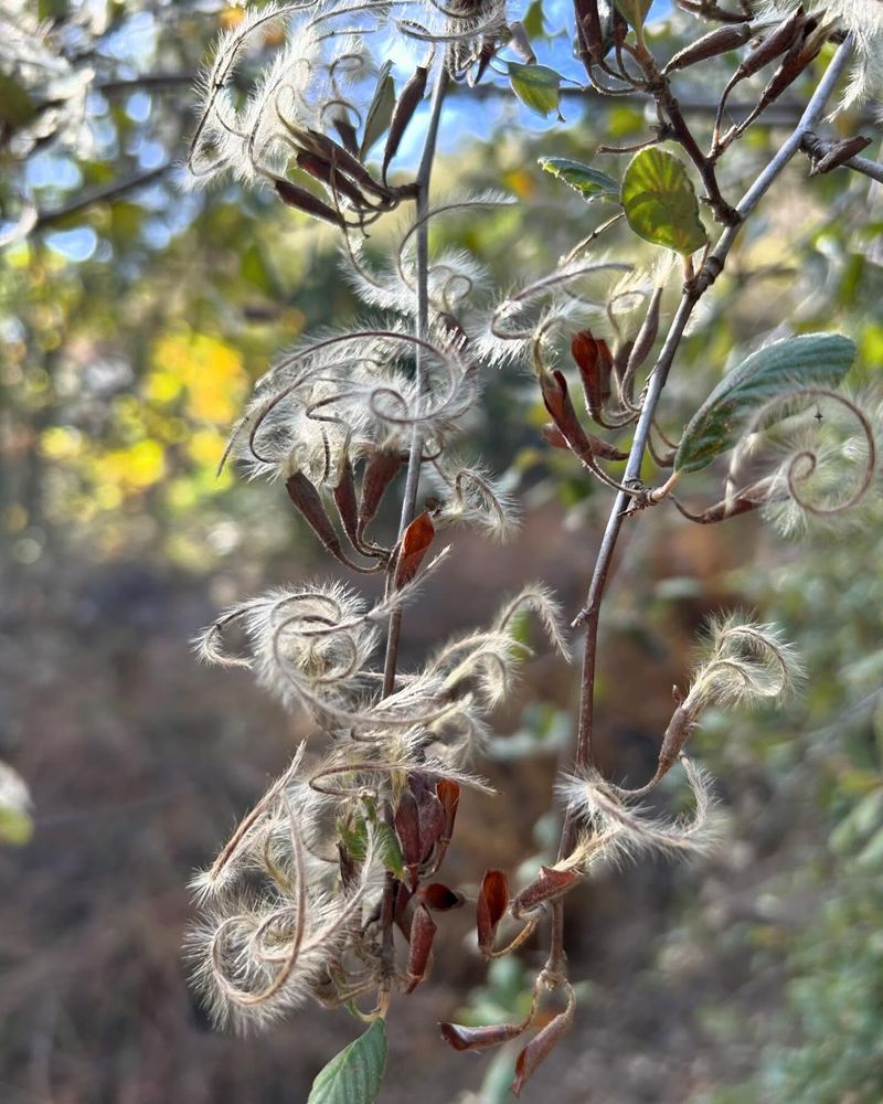 Mountain Mahogany