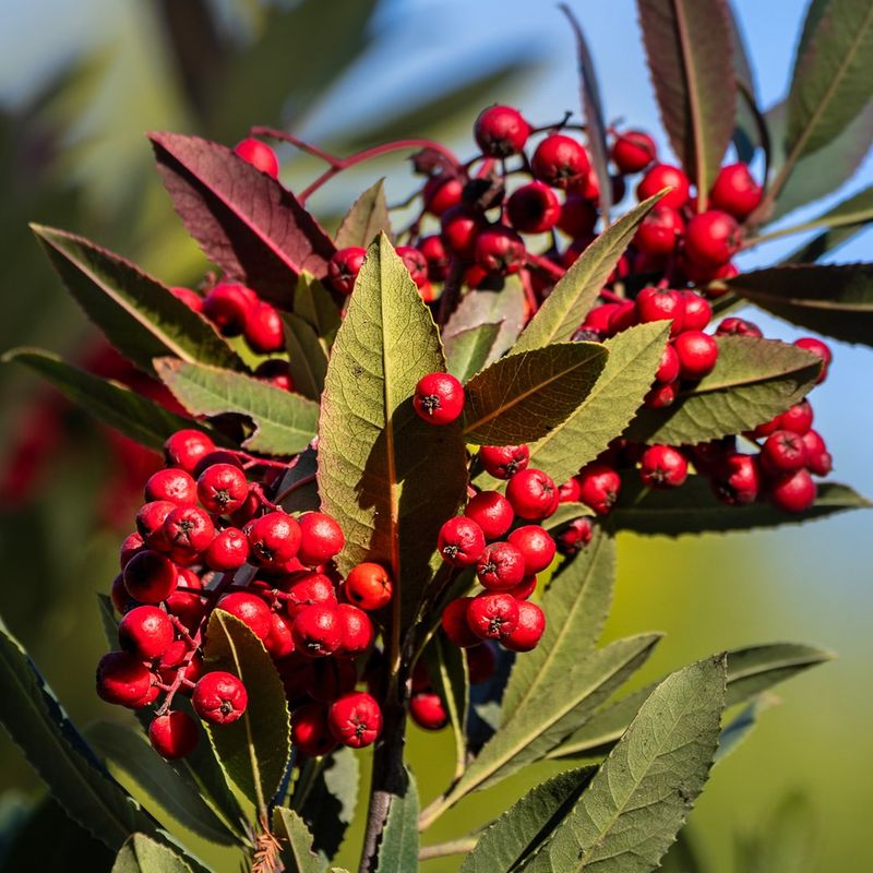 Toyon Supports Wildlife With Bright Seasonal Berries