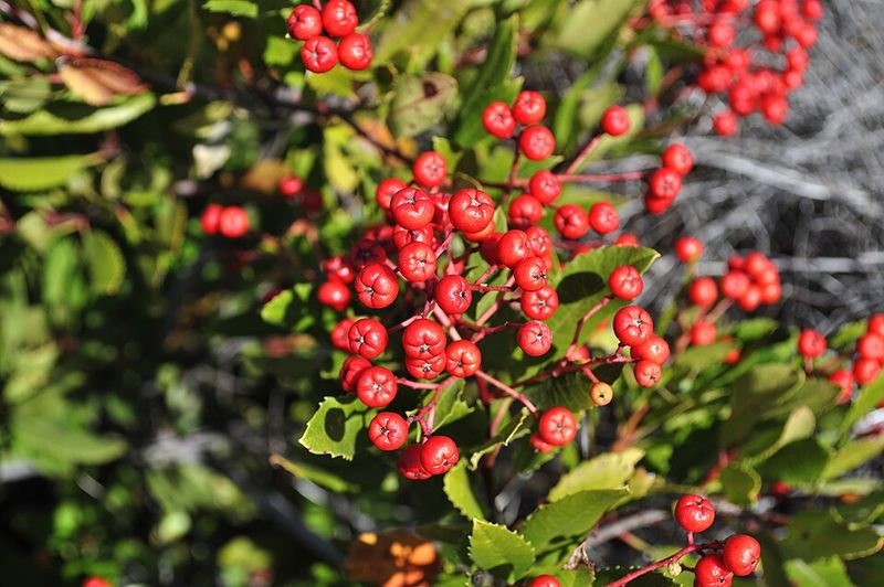 Toyon Offers Glossy Leaves And Seasonal Berries