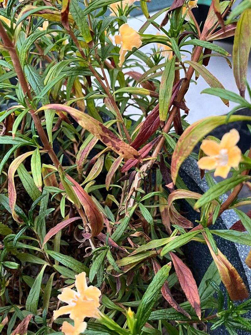 Sticky Monkeyflower Bringing Bright Color To Dry Shade