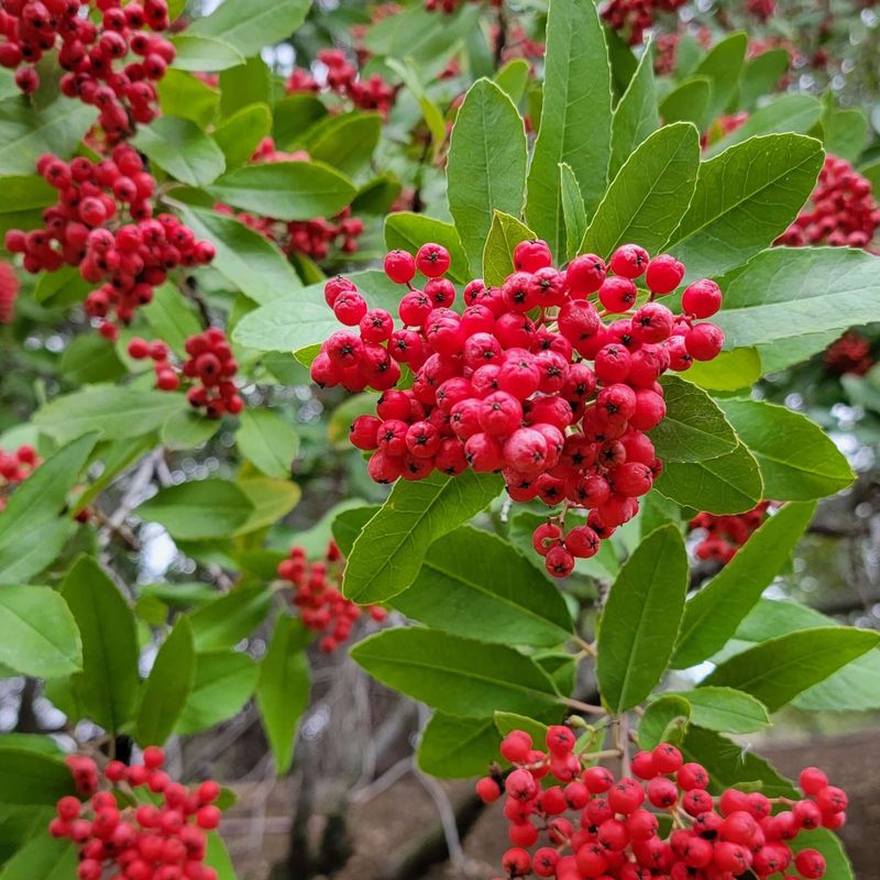 Toyon Brightens Up With Spring Growth And Blooms