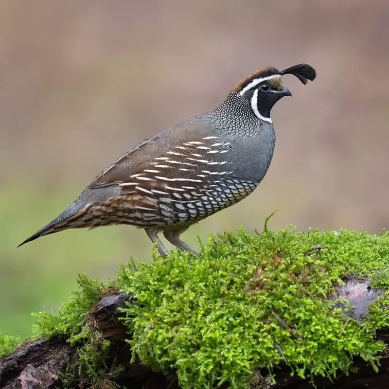 Buckbrush Forming Thick Cover And Food