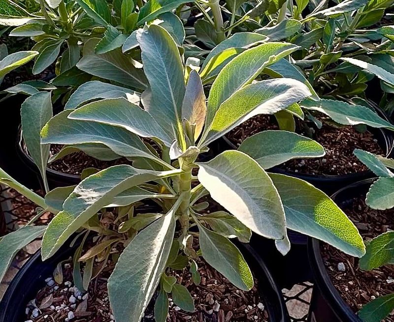 Sage Tough And Thriving In Dry Heat