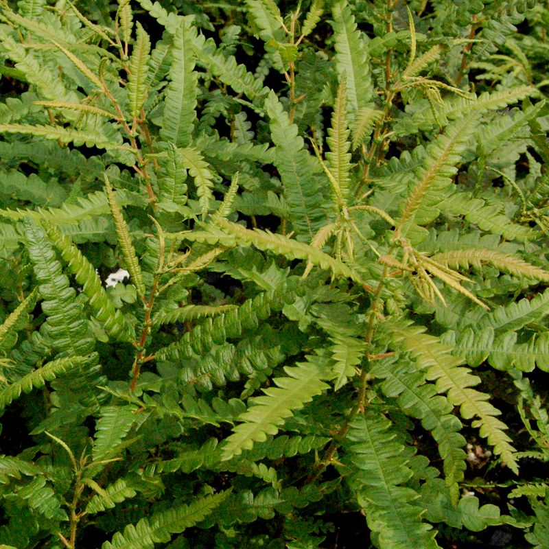 Sweetfern Adds Soft Texture In Dry Sunny Areas