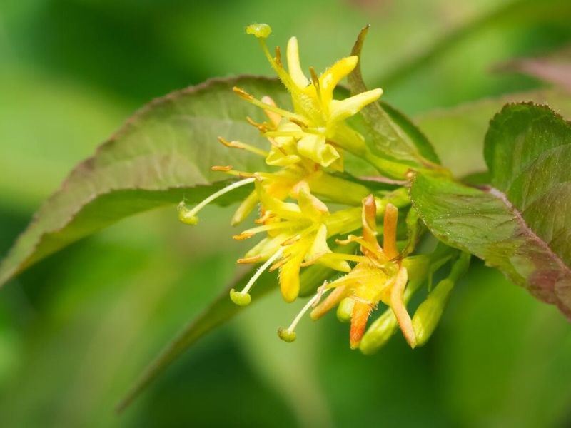 Northern Bush Honeysuckle
