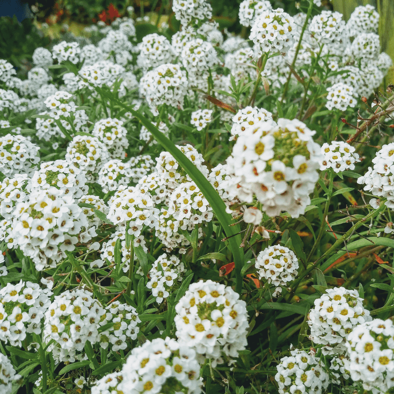 Sweet Alyssum Adds Low Blooms And Insect Support
