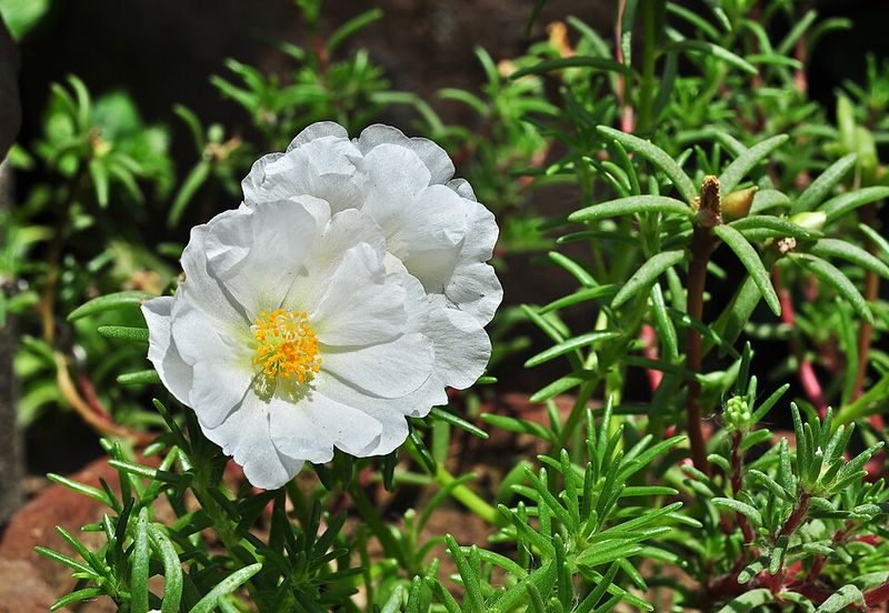 Portulaca Produces Low-Growing Flowers That Bloom In Full Sun