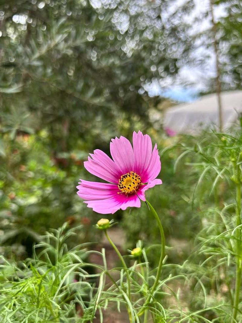 Cosmos Bringing Airy, Effortless Movement