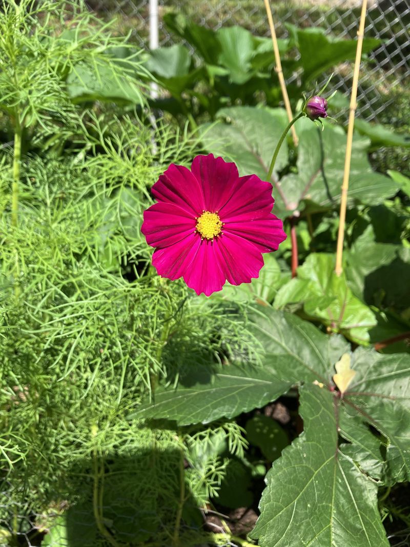 Cosmos Invites Beneficial Insects Into The Bed