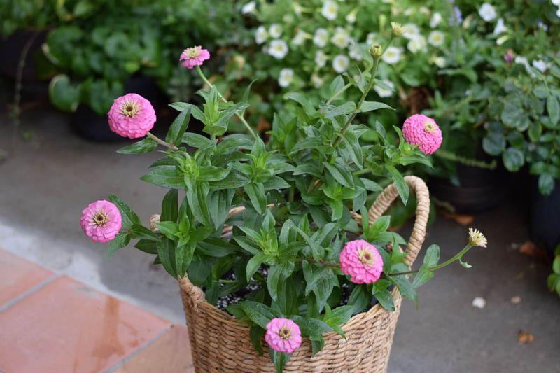 Zinnia Packs Pots With Bright, Happy Blooms