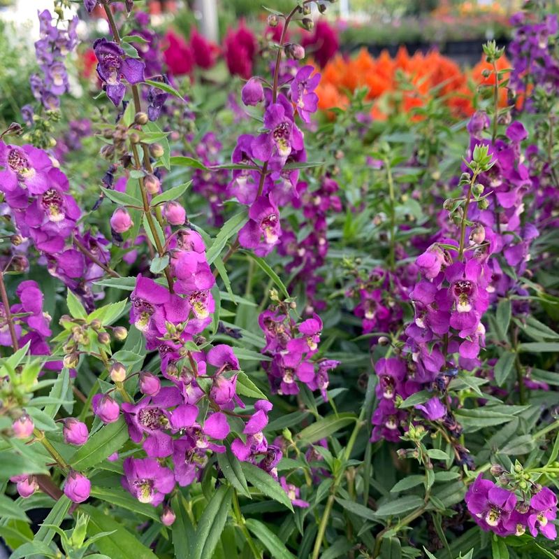 Angelonia Standing Up To Heat With Elegant Spikes