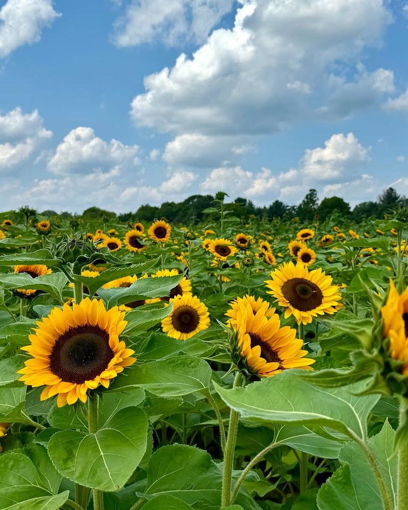 Sunflower (Helianthus annuus)
