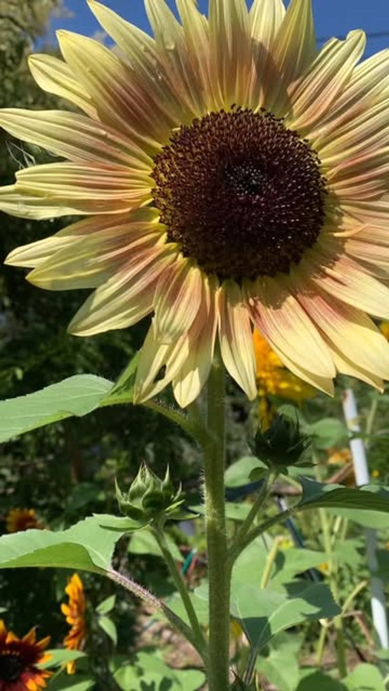 Sunflower (Helianthus annuus)