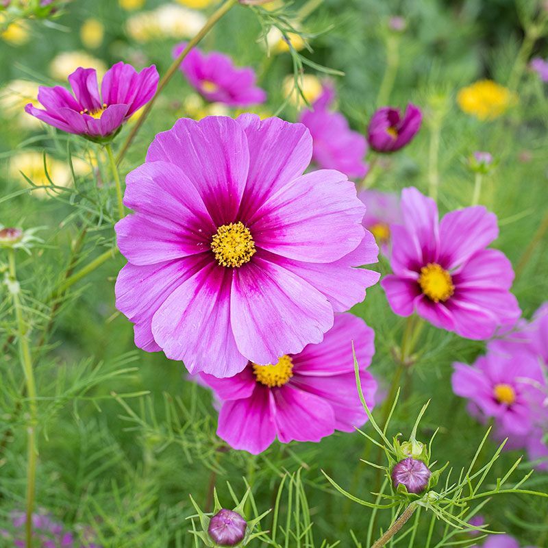 Cosmos (Cosmos bipinnatus)