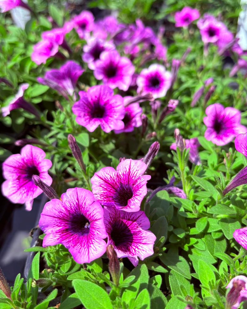 Petunia Spilling Over With Nonstop Flowers