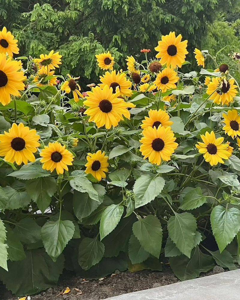 Sunflowers