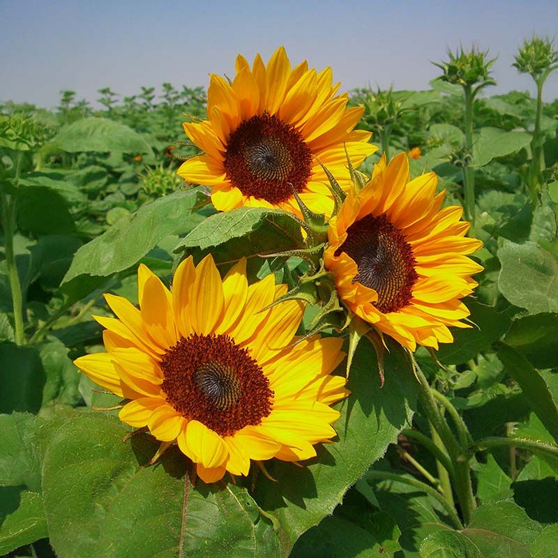 Sunflowers