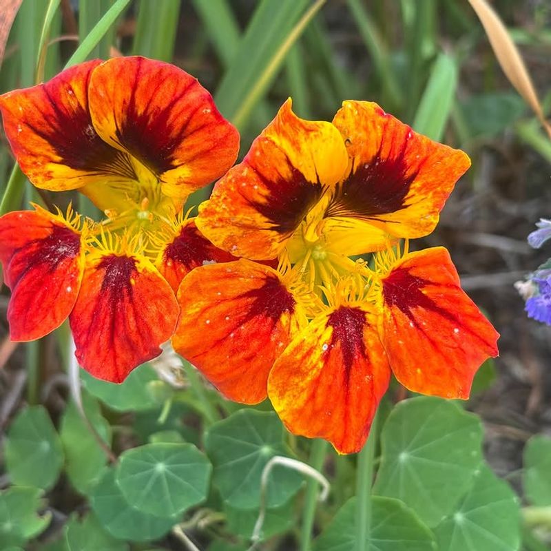 Nasturtiums
