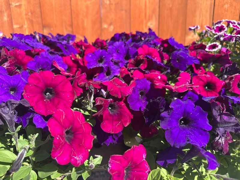 Petunias